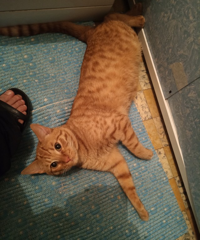 Не котовторник, но однако