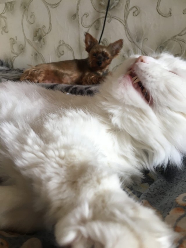 Зверушки