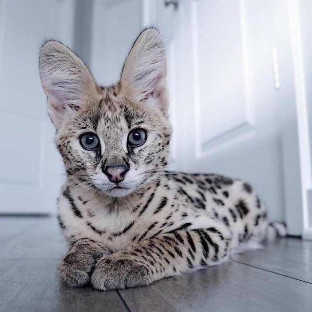 Кот несколько удивлен