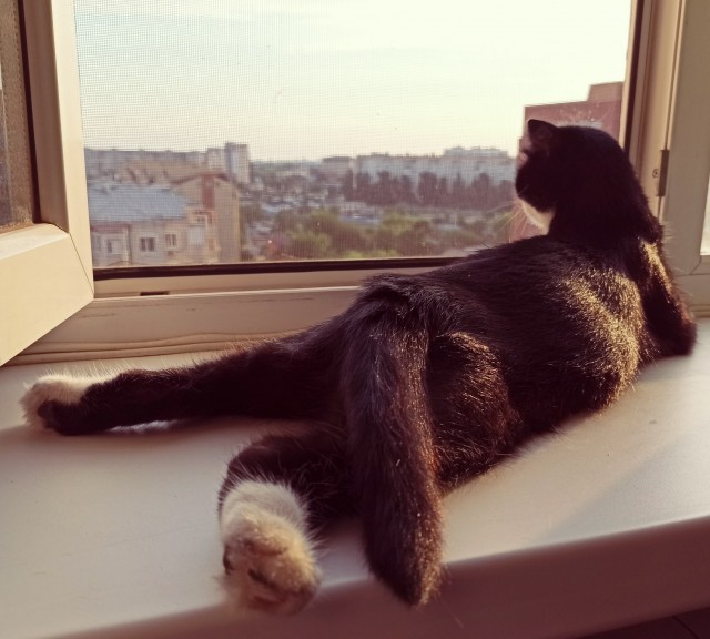 Эти забавные животные