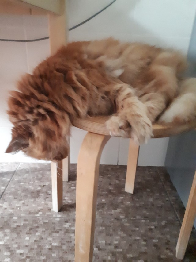 Эти забавные животные