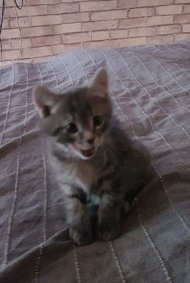 "Удоли!" Дурацкие фото котеек, которые они просили не показывать