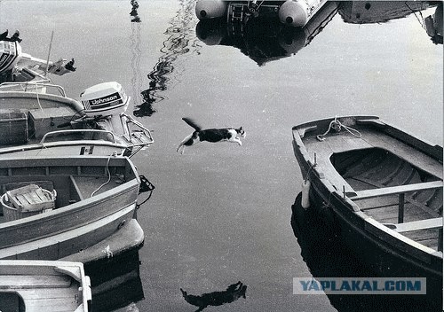 Фотожаба: Полет Барсика
