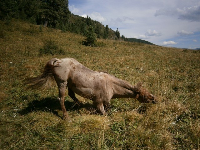 На конягах по Алтаю