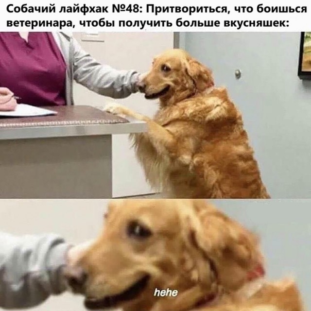 Весёлый полтишок 8.06.21