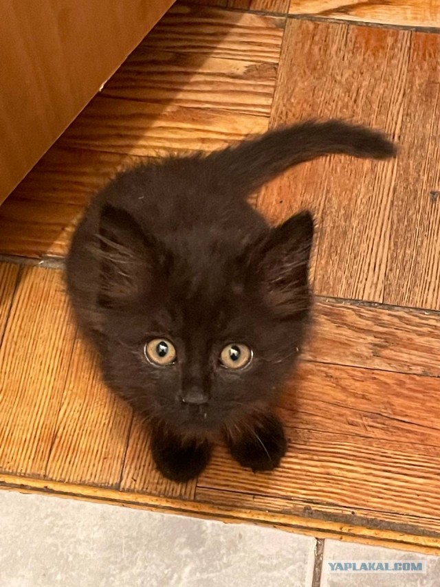 Котовторнику быть