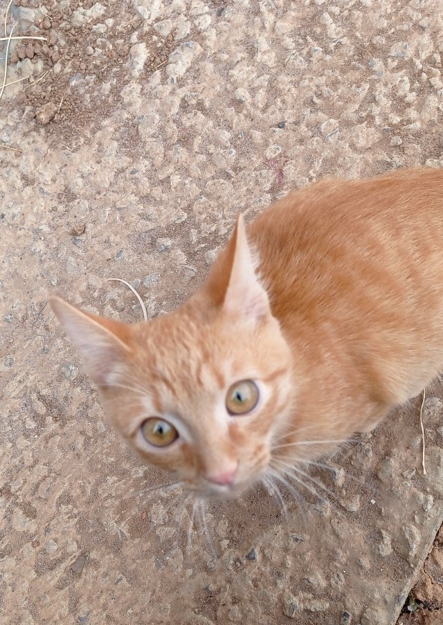 Котовторнику быть