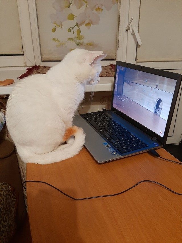 Котовторник 25.01.22