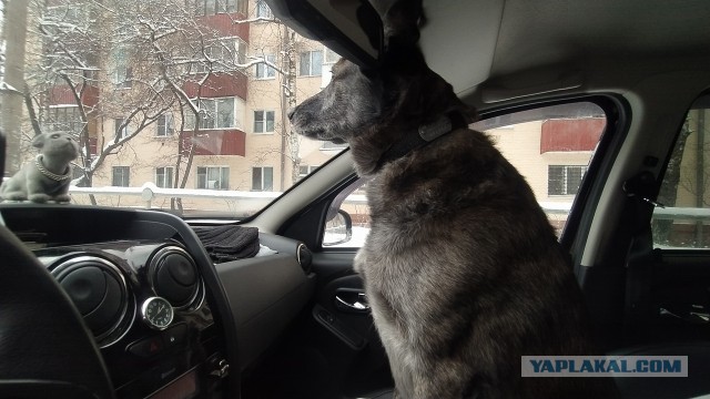 Собакочетверг без собак