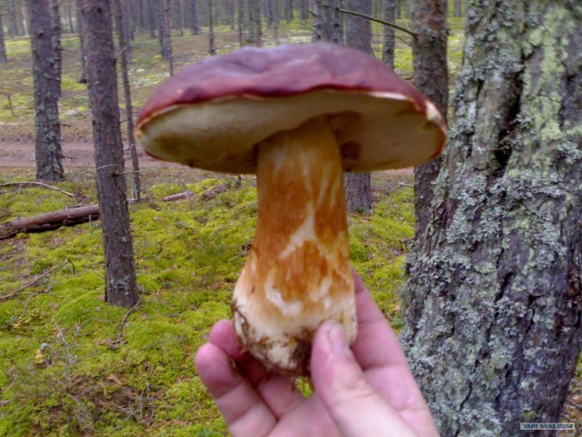 Грибные места