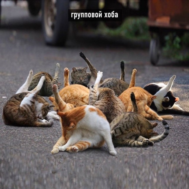Виды хоба