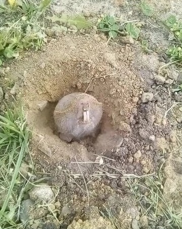 Что за зверушка?