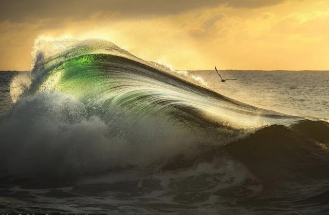 Победители фотоконкурса Ocean Photographer of the Year 2022