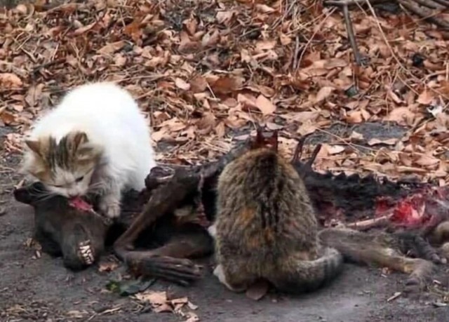 No баян #7