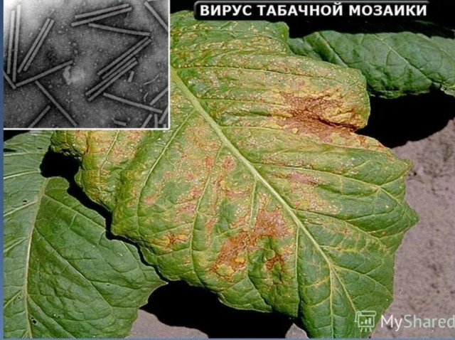 Почему такая разница в сигаретах из разных стран?