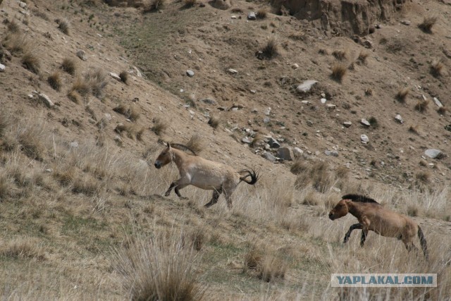 В Монголию на мотоциклах 2006