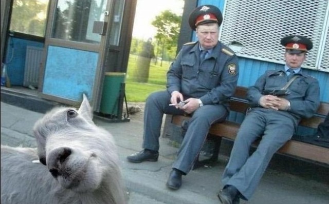 Весёлый полтишок 12.03.23