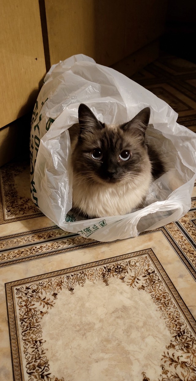 Очень люблю Моего Хозяина