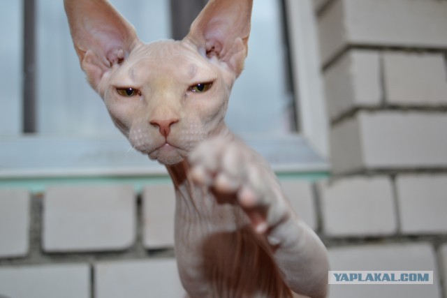 Котовторник 30.04.2013