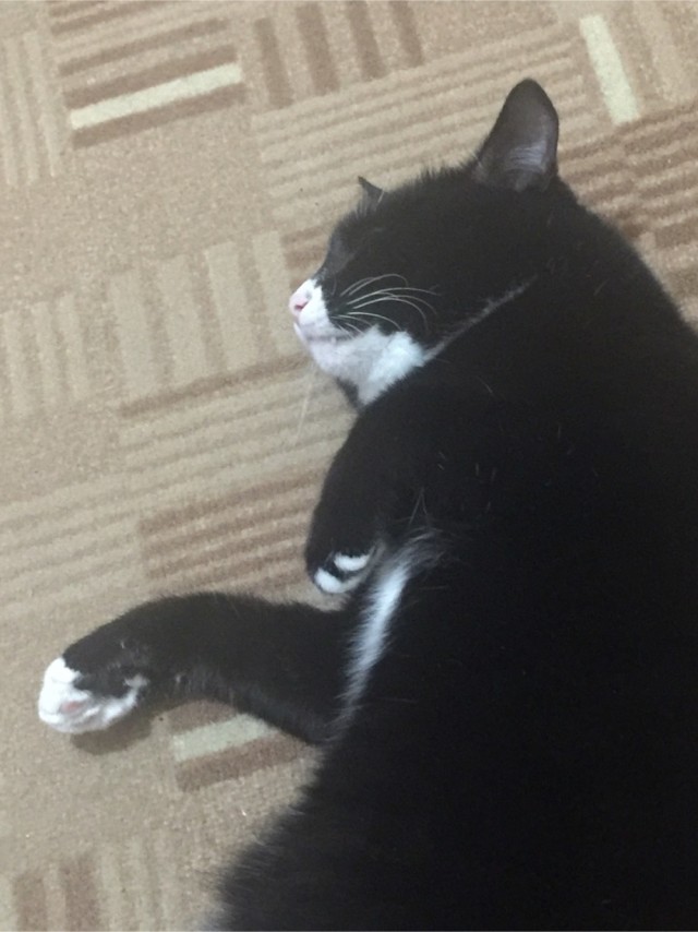 Толстые коты