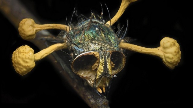 Самые смертоносные паразиты в природе