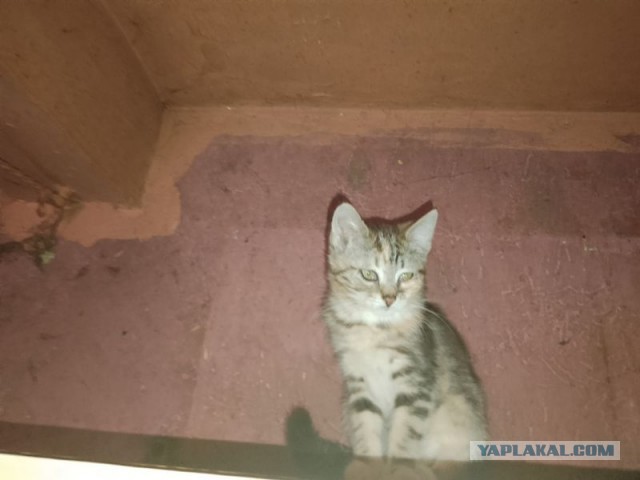 Жизнь домашнего приюта для котеек 480