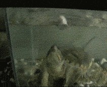 Дьявольское терпение