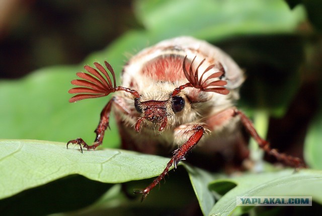 Ловля голавля на майского жука.