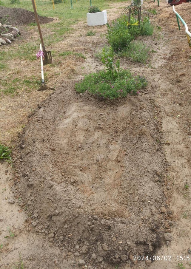 Клумба во дворе 2024 лето