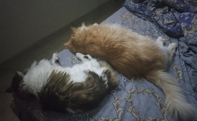 Как зовут вашего кота?