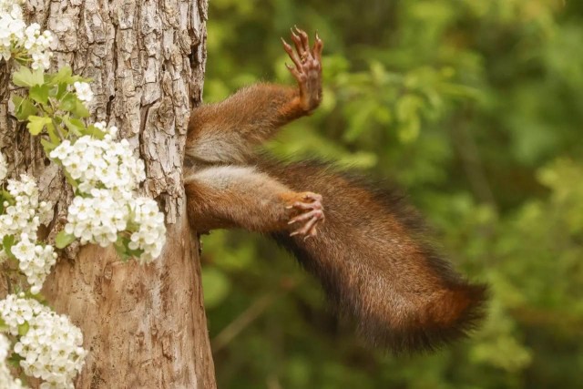 Объявлены финалисты конкурса самых забавных фотографий животных Comedy Wildlife Photography Awards 2024