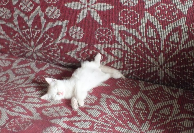 Котовторник