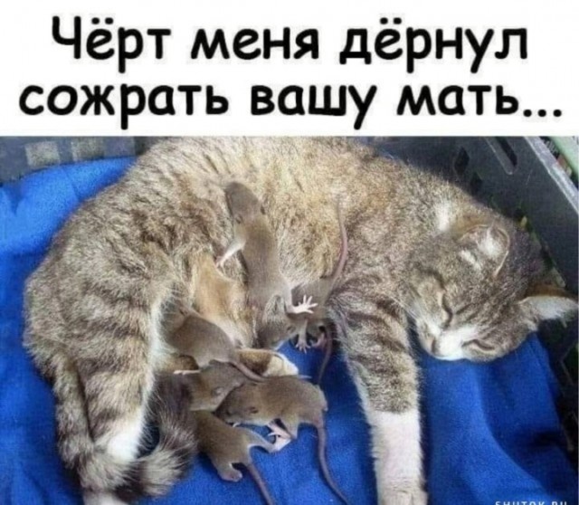 Весёлый полтишок 03.01.25