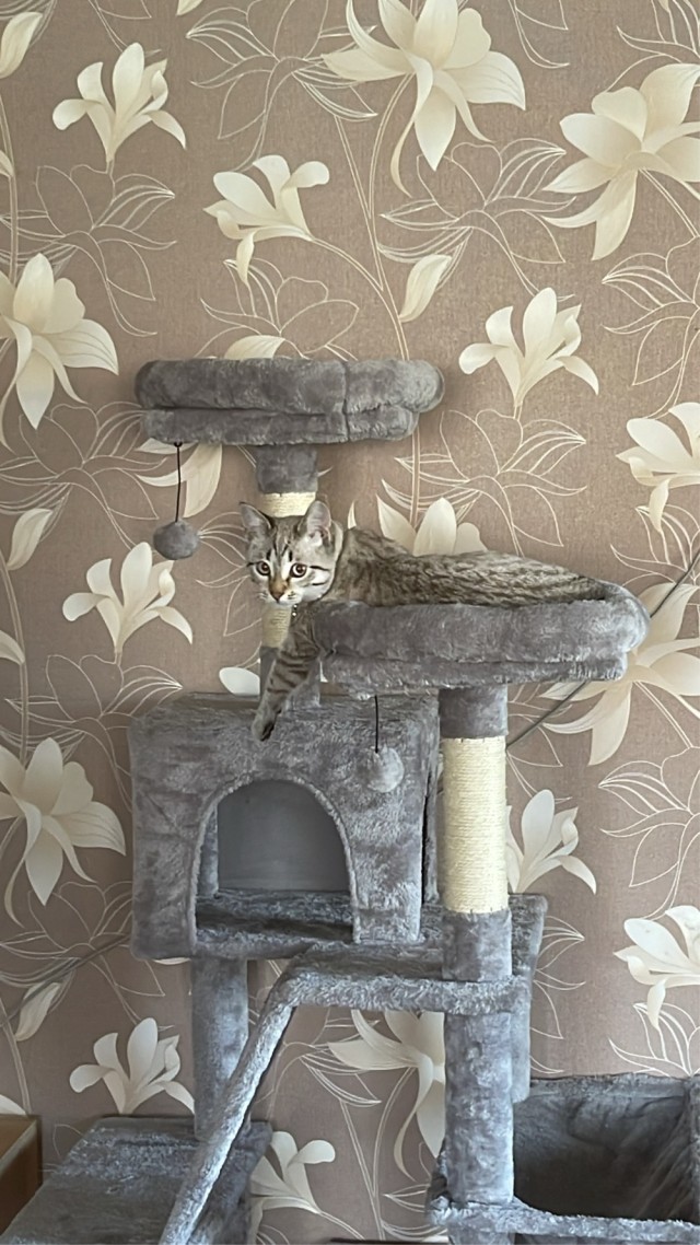А где котики, сегодня же вторник!