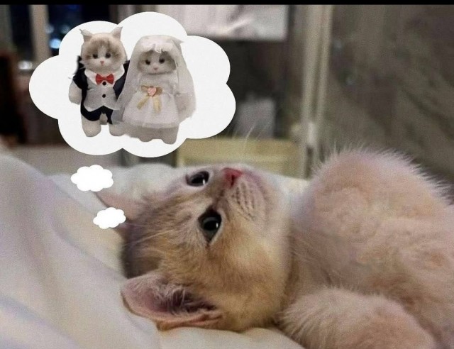 Вторник. Мечты