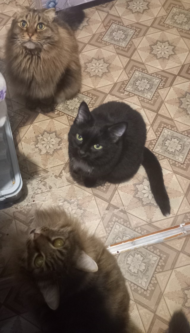 К котовторнику)