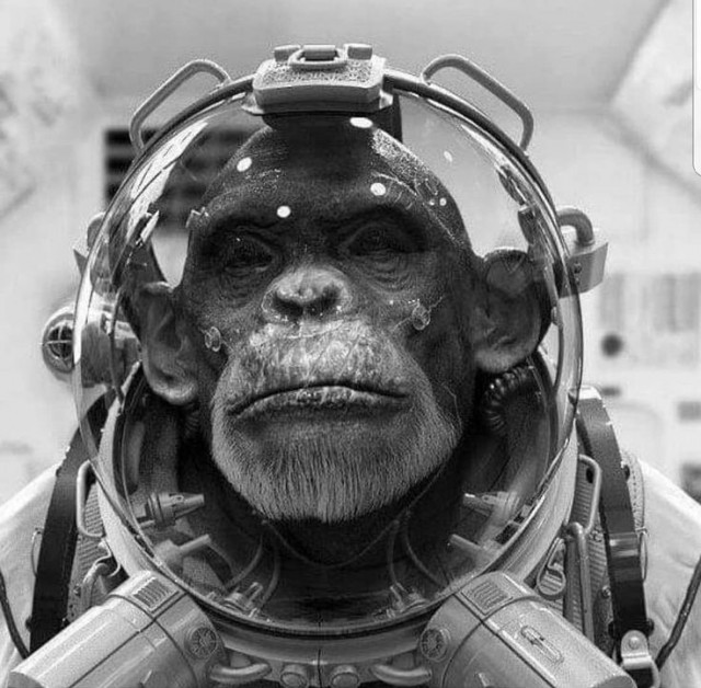 Ждём запрета на иноземный ИИ?