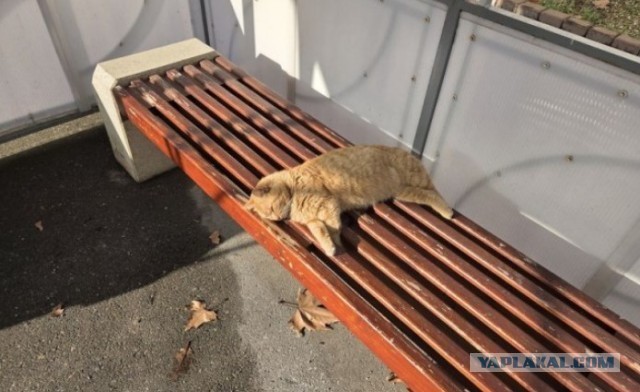 Производственный кот