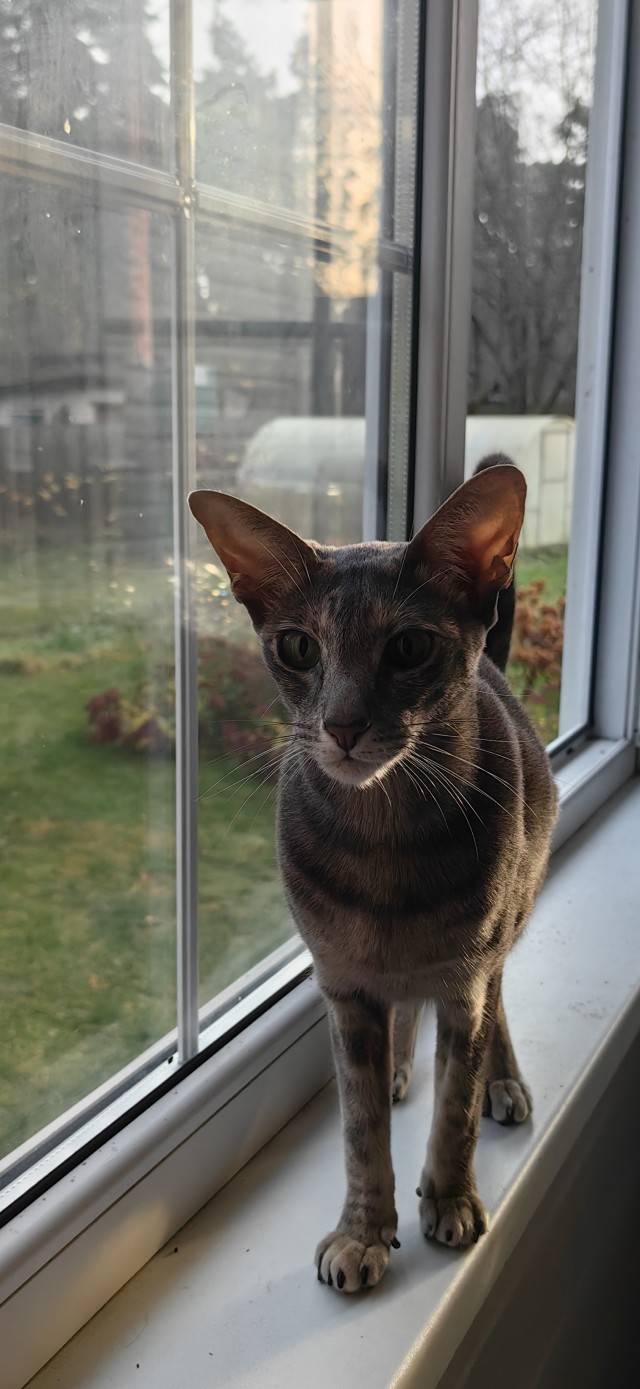 Мой будущий кот