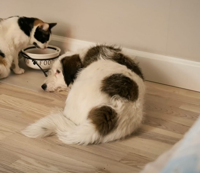 Как Зефир объединил мир. Щенка, спасённого на трассе, завалили подарками