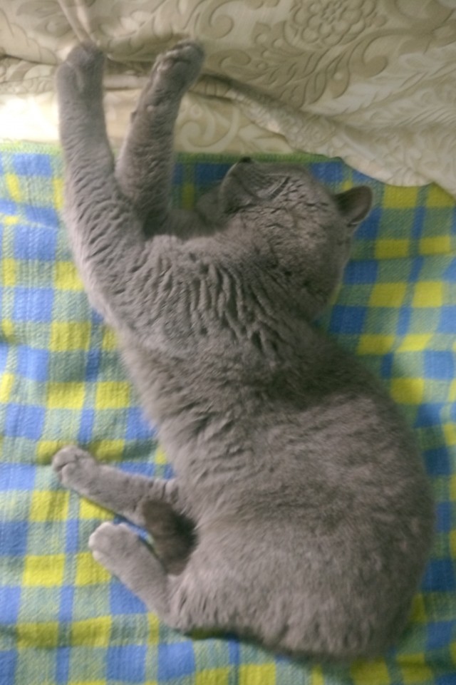 Привет, котовторник.