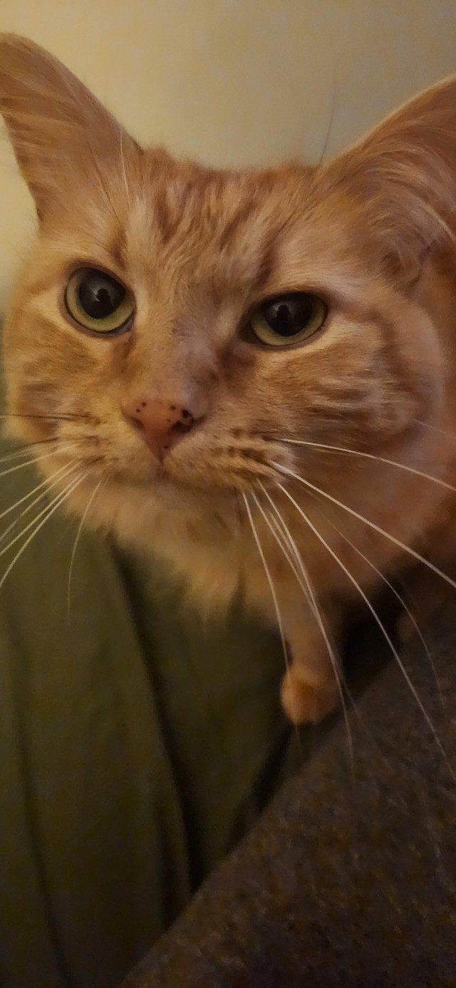 Кошка по имени Псих