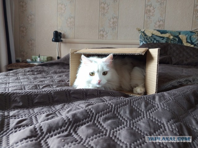 Котокоробковое