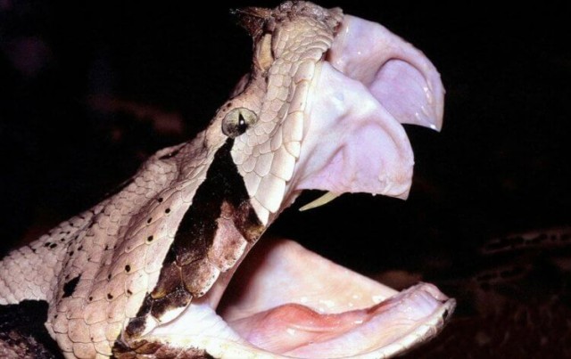 Габонская гадюка