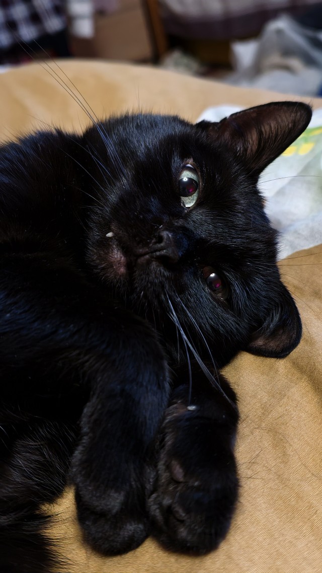 Снова наши коты