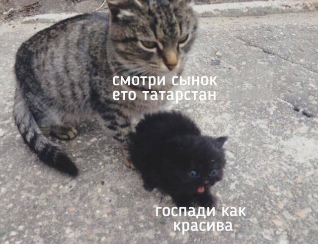 Возлюби кота ближнего своего