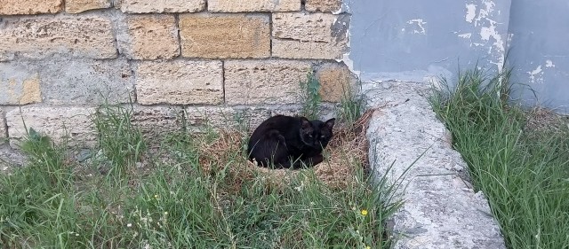 Васька, он же Рыжик, он же Персик. А по факту - дворовый Рыжеплут и прохиндей