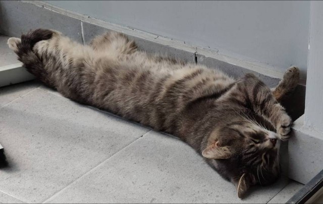 Очередной котовторник