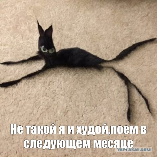 ЯП Образовательный: Ожирение