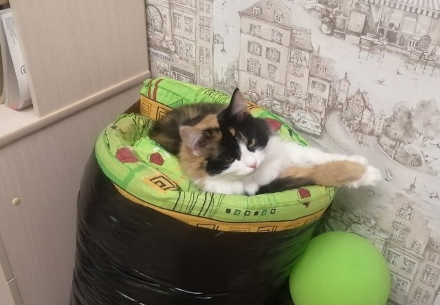 Чёрному котику очень уютно